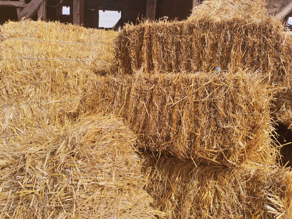 Малки Бали - СЛАМА Просо