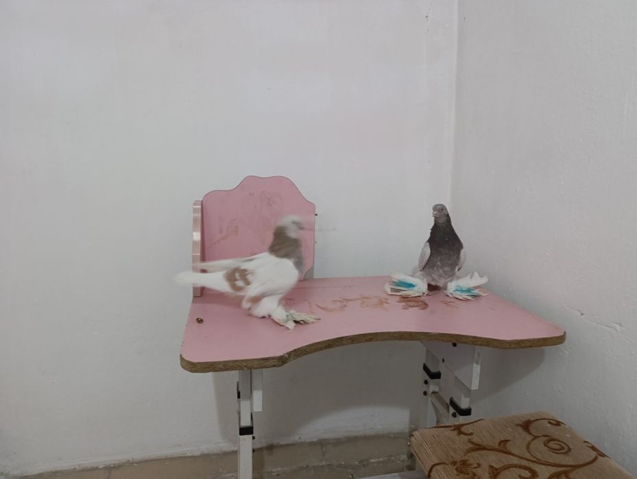 Голубей гребля пара