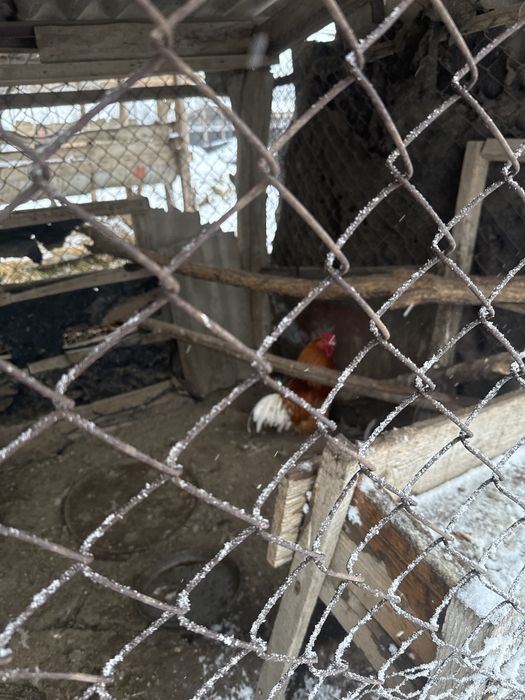 Қораз сатылады Көктөбе ауылында