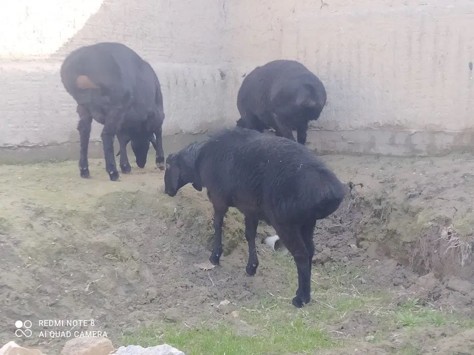 Qochqorlar Qoylar qoy  sotiladi Zotli