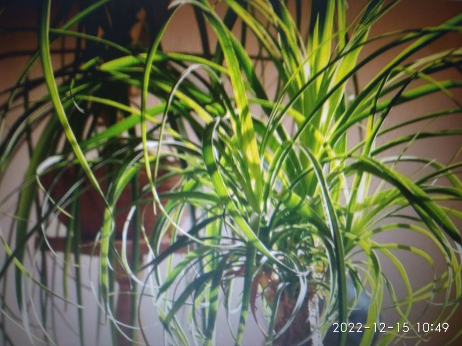 Нолина растение для интерьера