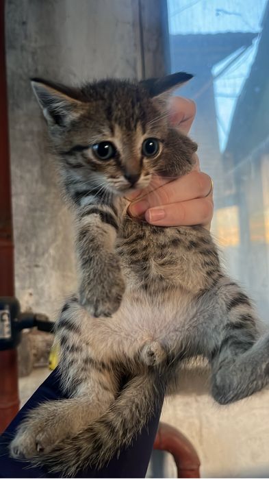 отдам котят в добрые руки