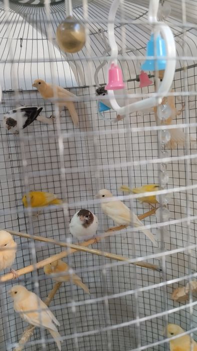 Продаются птицы канарейки молодые , детёныши мозаик..