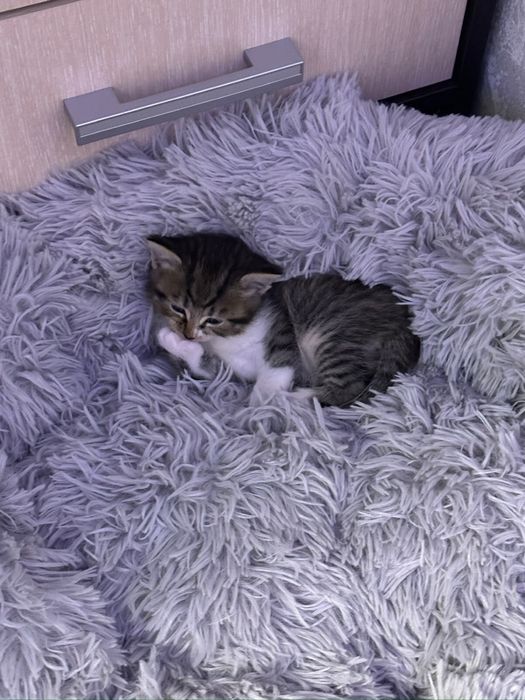 Отдам котят в добрые руки