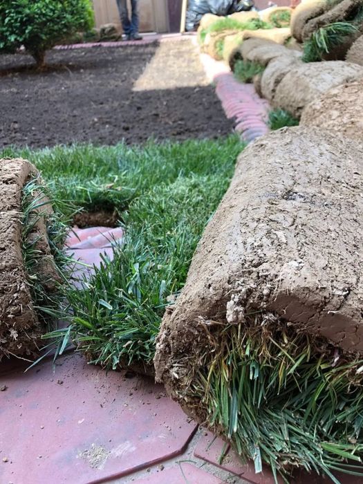 Газон екиш хизмати tayyor gazon Gazon optom