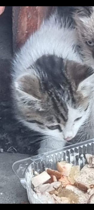 Отдаю кошечку даром