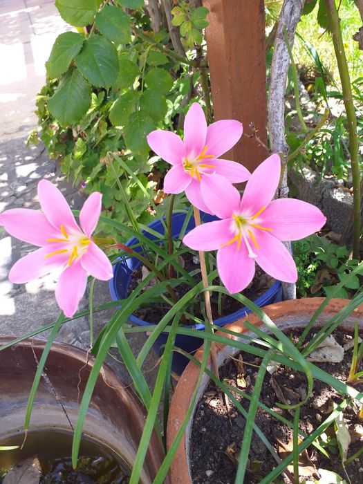 , Продавам Зефирантес, кактус червено Змийче, Агаве,