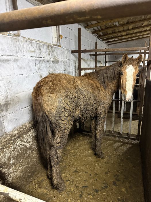 Тайлар  стоит на откорме