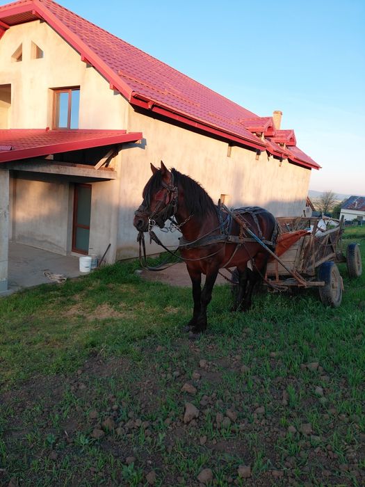 Armăsar de vânzare,