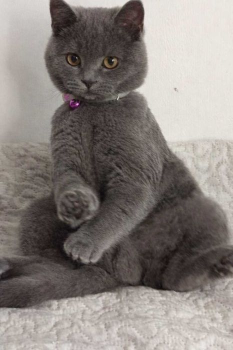 Шотландско котенце