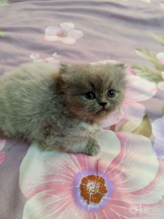 Котята, Скоттиш страйт