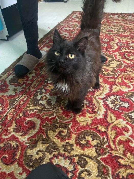 Отдам кота в добрые руки