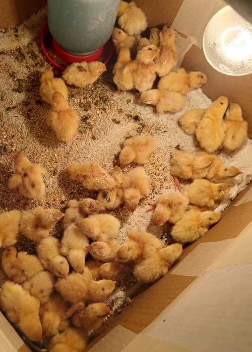 Prepelițe ouătoare ,pui de prepelițe, ouă de consum si de incubat.
