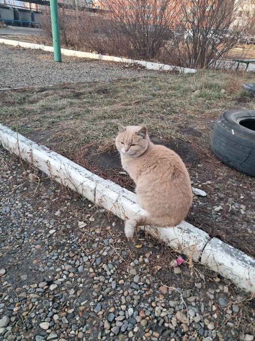 Пристраивается котик,подросток