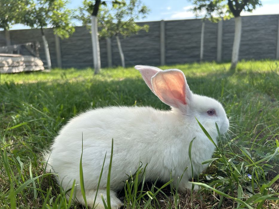 Iepuri de vânzare-crescuți natural !