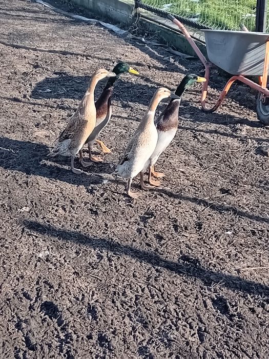 Rațe indiene alergatore