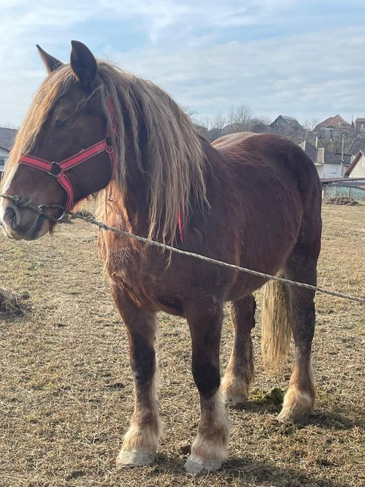 De vânzare iapa de 7 ani
