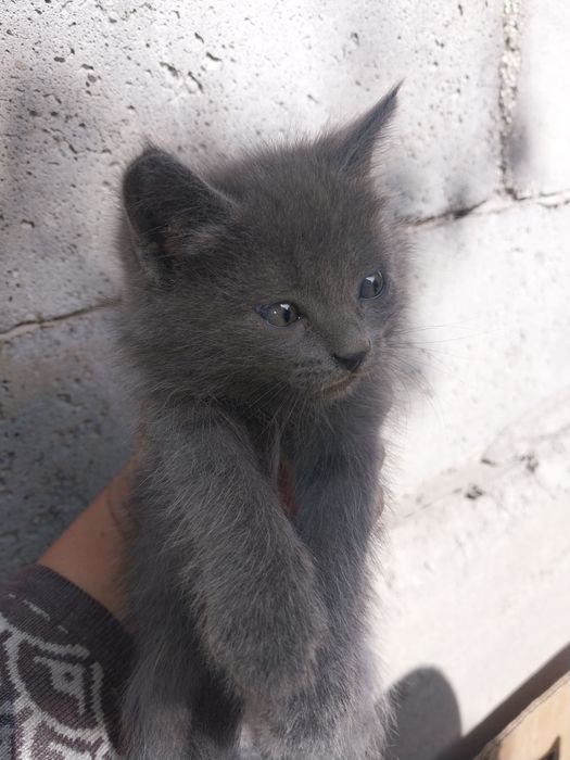 Одтам котят хорошие руки.