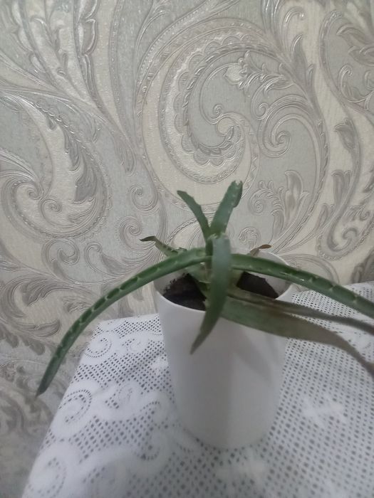 Продам  алоэ   .