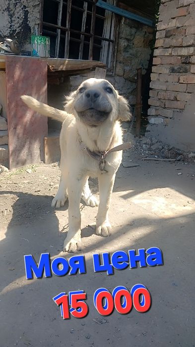 Животное. Щенок. Алабай.