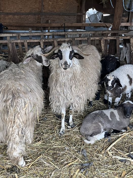 Vând 12 oi 1300 lei