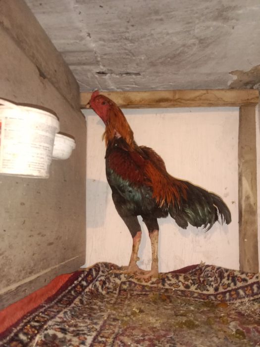 бойцовский дакан