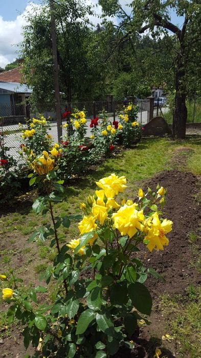 Градинарски услуги,почистване на 
дворове, озеленяване