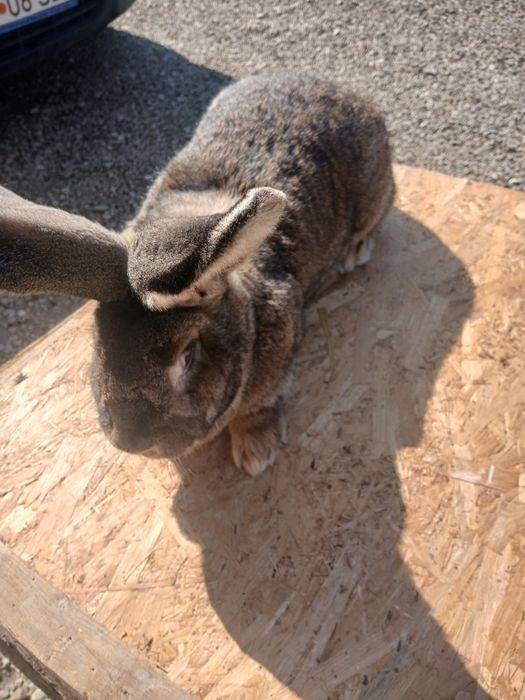 Iepuroaice urias german