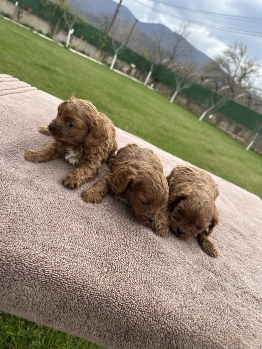 Cavapoo,Кавапу,момчета