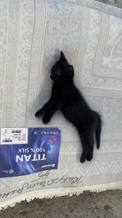 Отдам котят в хорошие руки