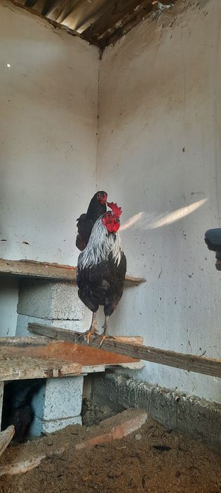 Rangli xorozlar tabiy ochirilgan inkubatsa emas