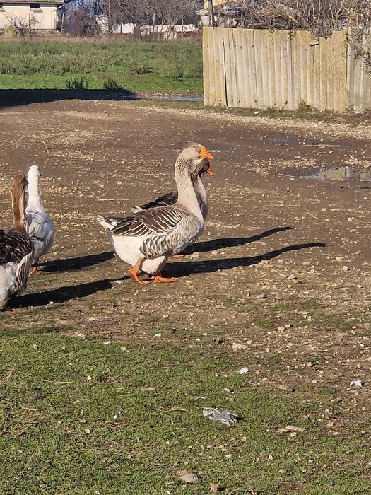 Vand 3 perechi de gâște