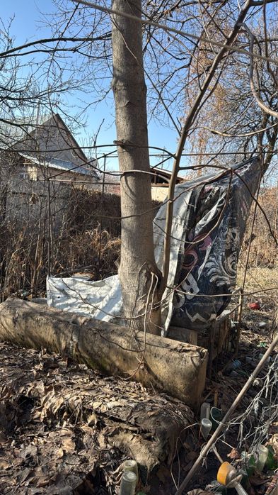 Продам орех дерево срочно