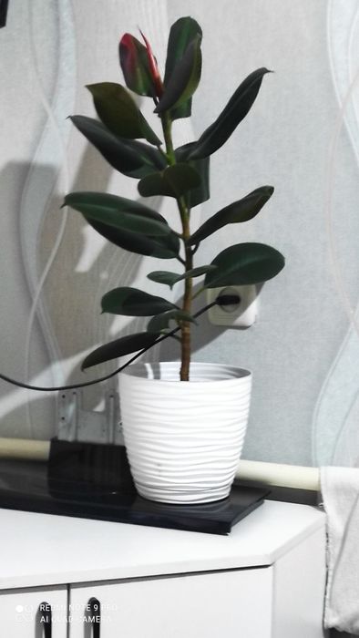 Продам красивы фикус