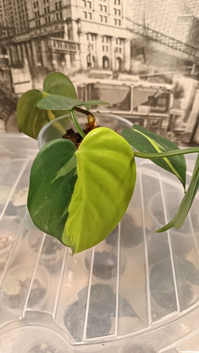 Филодендрон Скандис Бразил