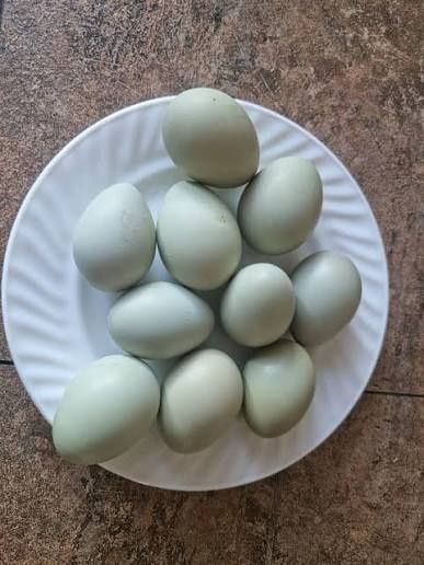 Продаю куриные яйца "домашние"