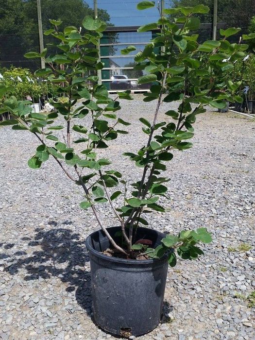 Ирга Канадская завезенная 20 лет назад