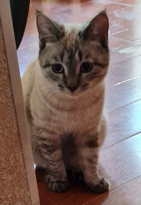 Отдам в добрые руки кошечку