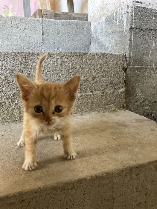 Отдам котят в хорошие руки