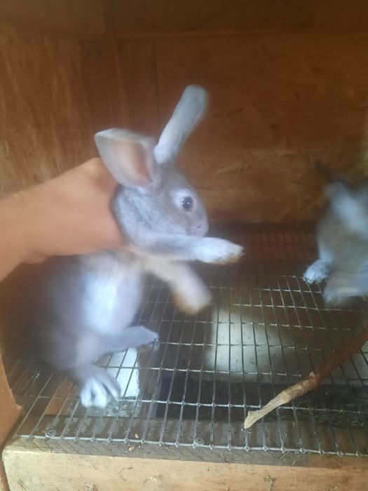 Продам крольчат.