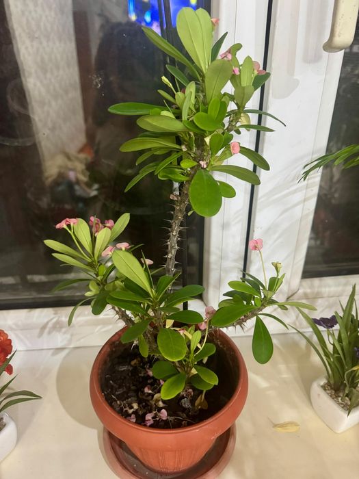 Комнатные цветы 3000, 5000 тг