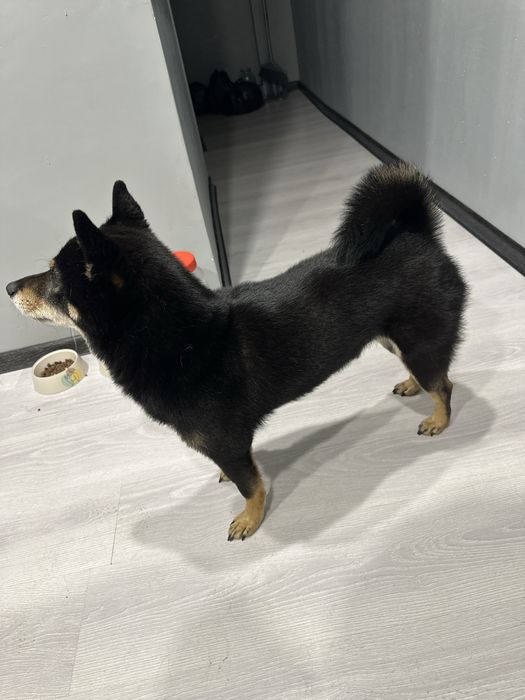 Потерял собака сиби ину