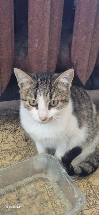 Котенца за отглеждане