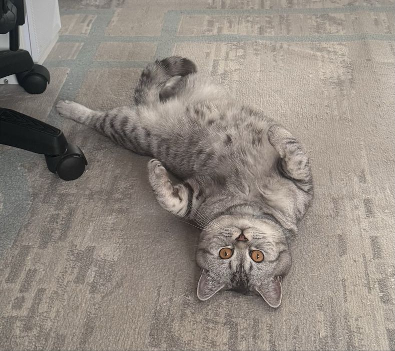 Отдам кота в добрые руки