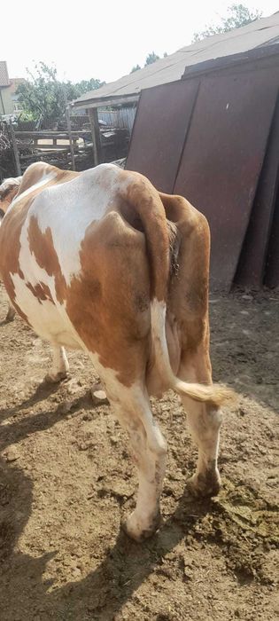 Vand Vaca si Aparat de muls