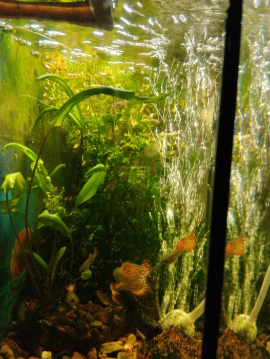 Гуппи леопардовые.