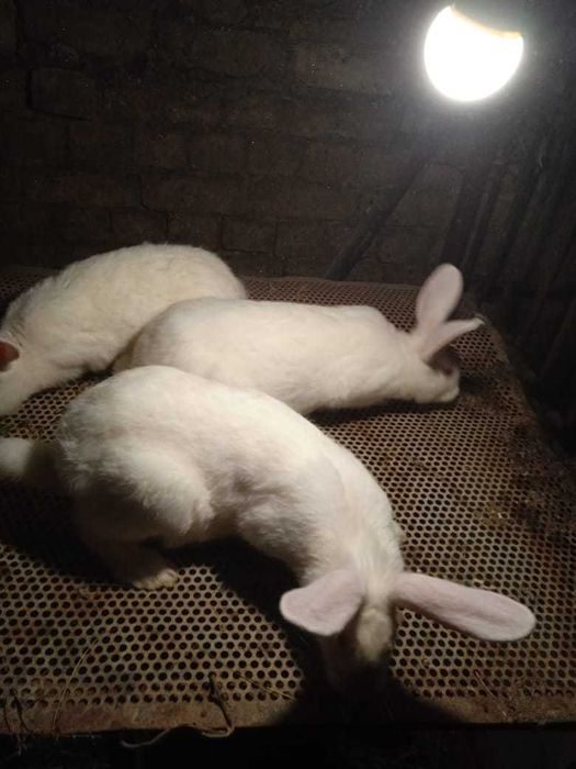 Продам кроликов белый паннон (самки)