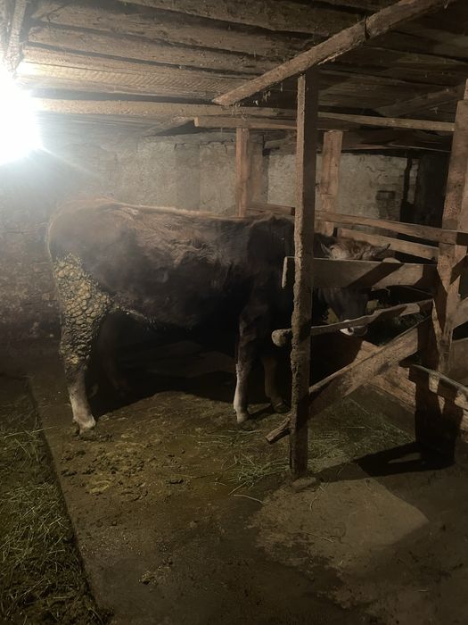 Продаётся телка!