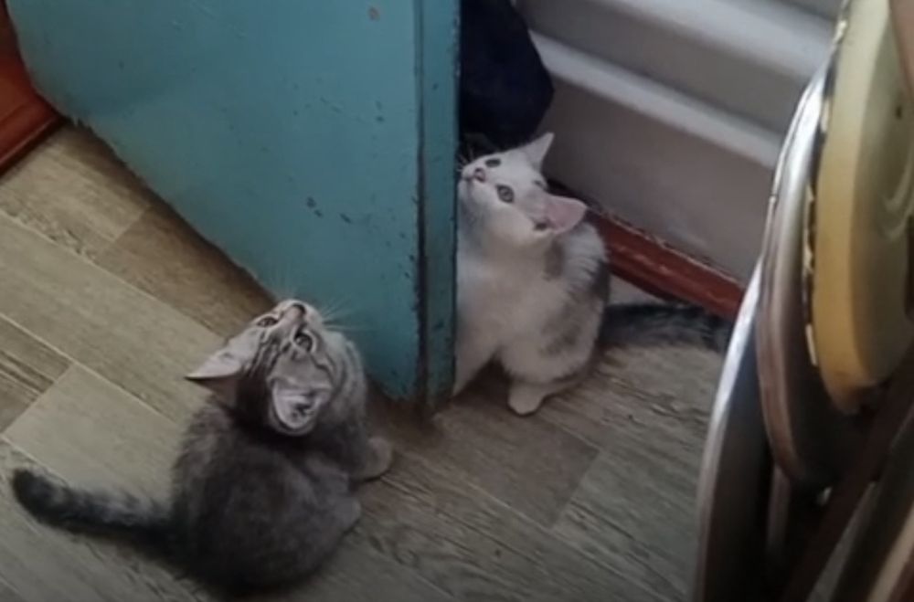 Отдам котят в добрые руки