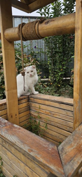 Вислоухий котенок